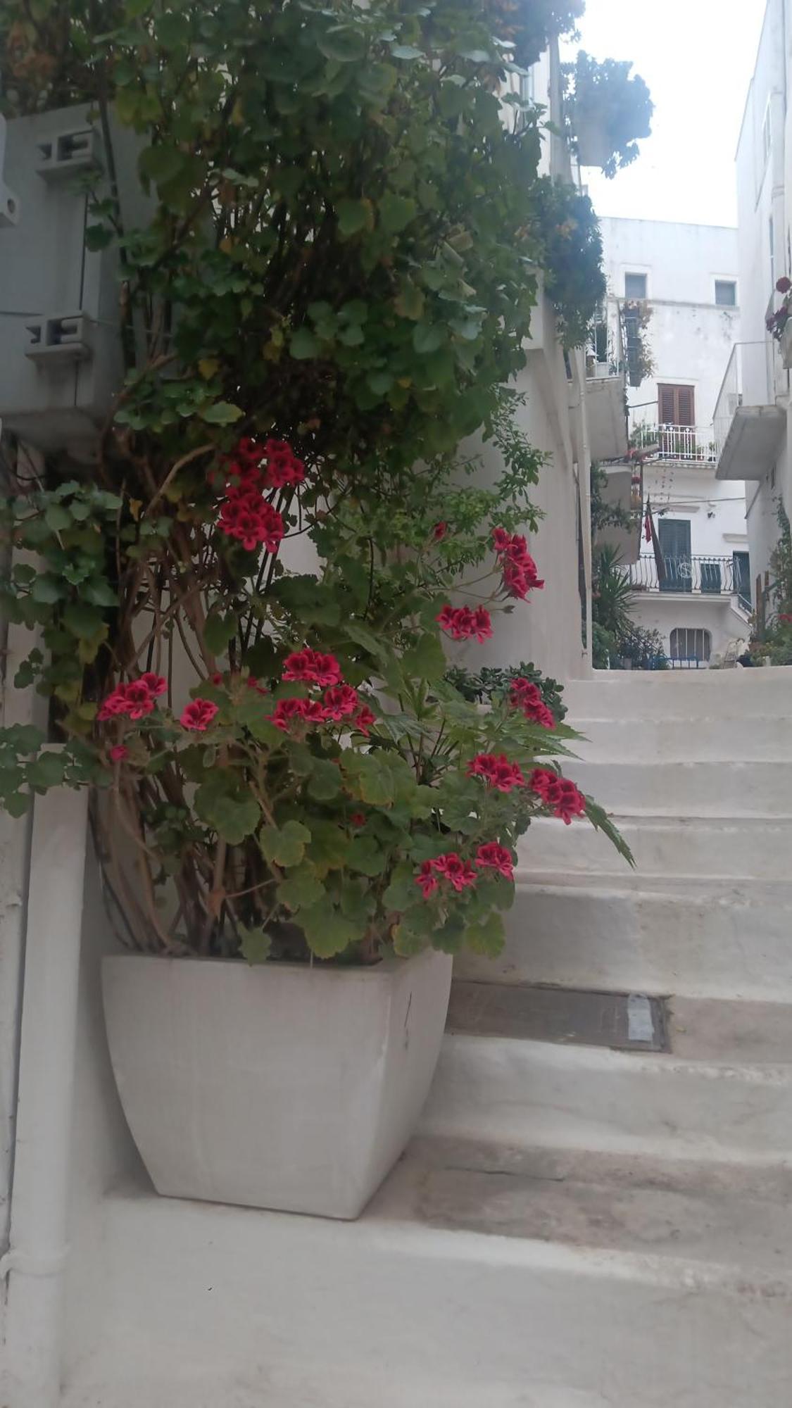 La Chicca Di C.Cavour Hotel Ostuni Buitenkant foto
